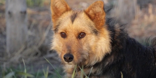 На станции Курдюм ввели карантин из-за собаки с бешенством На станции Курдюм ввели карантин из-за собаки с бешенством