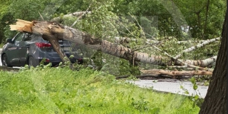 В Саратове сильный ветер повалил десятки деревьев: повреждены машины и трубы В Саратове сильный ветер повалил десятки деревьев: повреждены машины и трубы
