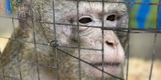 Саратовский бизнесмен в Татарстане морил голодом животных в зоопарке Саратовский бизнесмен в Татарстане морил голодом животных в зоопарке