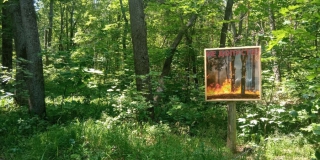 В Саратовской области планируют вернуть ограничения на посещение леса В Саратовской области планируют вернуть ограничения на посещение леса