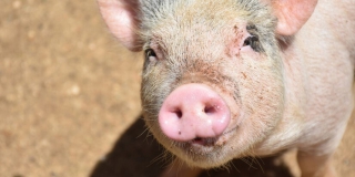 Под Марксом из-за трупов диких поросят объявлен карантин по АЧС Под Марксом из-за трупов диких поросят объявлен карантин по АЧС