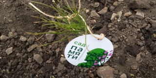 Саратовская область стала лидером по высадке деревьев в России Саратовская область стала лидером по высадке деревьев в России