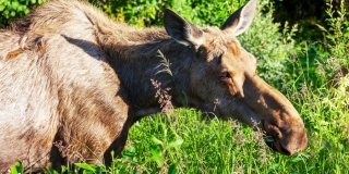 В Екатериновском районе семь браконьеров ожидают суда за убийство двух лосей В Екатериновском районе семь браконьеров ожидают суда за убийство двух лосей