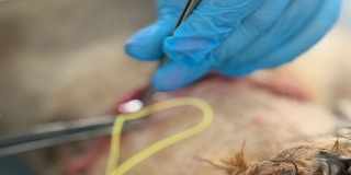 В Саратовской области ветеринары спасли щенка с вросшим в шею ошейником В Саратовской области ветеринары спасли щенка с вросшим в шею ошейником