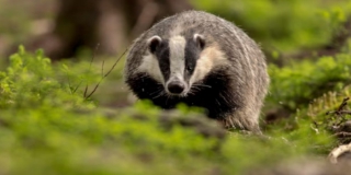 В Саратове со скандалами готовятся к охоте на европейских барсуков В Саратове со скандалами готовятся к охоте на европейских барсуков