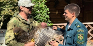 В Саратовской области спасли истощенного орла-могильника В Саратовской области спасли истощенного орла-могильника