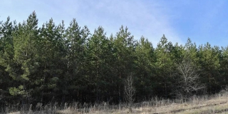 В саратовские леса запретили заходить из-за угрозы пожара В саратовские леса запретили заходить из-за угрозы пожара