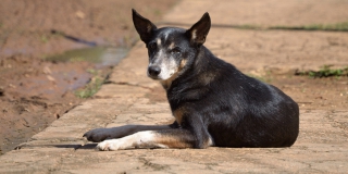 В Заводском районе начали проверку из-за нападения собаки на девочку В Заводском районе начали проверку из-за нападения собаки на девочку