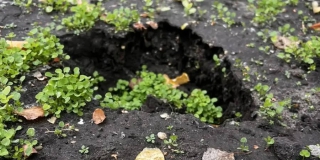 В благоустроенном сквере на Ильинской площади вандалы похитили 17 растений В благоустроенном сквере на Ильинской площади вандалы похитили 17 растений