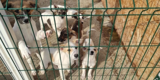 В Саратове зоозащитную организацию внесли в реестр недобросовестных подрядчиков В Саратове зоозащитную организацию внесли в реестр недобросовестных подрядчиков