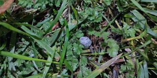 Саратовец стал фигурантом уголовного дела за распространение смеси с героином Саратовец стал фигурантом уголовного дела за распространение смеси с героином