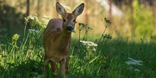 Браконьер заплатил 200 тысяч за убийство косули на военных угодьях под Энгельсом Браконьер заплатил 200 тысяч за убийство косули на военных угодьях под Энгельсом