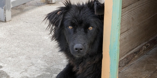 В Екатериновском районе мужчина ждет суда за стрельбу по собаке В Екатериновском районе мужчина ждет суда за стрельбу по собаке