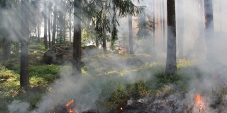 Саратовская область вышла в лидеры регионов по тушению лесных пожаров Саратовская область вышла в лидеры регионов по тушению лесных пожаров