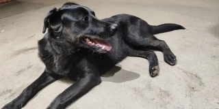 В Екатериновке мужчина отделался обязательными работами за стрельбу по собаке В Екатериновке мужчина отделался обязательными работами за стрельбу по собаке