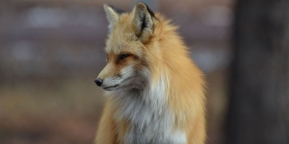 В Саратовской области охотникам предлагают получить деньги за отстрел лис В Саратовской области охотникам предлагают получить деньги за отстрел лис