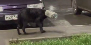 В Заводском районе мужчина спас собаку с бутылкой на голове В Заводском районе мужчина спас собаку с бутылкой на голове