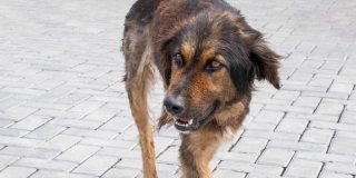 В Ленинском районе женщина пострадала от нападения бездомной собаки В Ленинском районе женщина пострадала от нападения бездомной собаки
