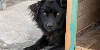 В Ленинском районе собаку спустя 3 дня поймали после нападения на прохожую В Ленинском районе собаку спустя 3 дня поймали после нападения на прохожую