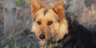 В Заводском районе расследуют дело о нападении собаки на ребенка В Заводском районе расследуют дело о нападении собаки на ребенка