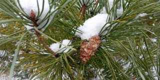 В Саратовской области усилили меры по охране хвойных деревьев В Саратовской области усилили меры по охране хвойных деревьев