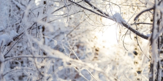 Неделя в Саратове пройдет с сильными морозами из-за скандинавского антициклона Неделя в Саратове пройдет с сильными морозами из-за скандинавского антициклона