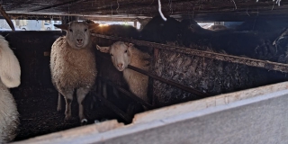 Под Энгельсом ветеринары и автоинспекторы задержали 90 нелегальных овец и коз Под Энгельсом ветеринары и автоинспекторы задержали 90 нелегальных овец и коз