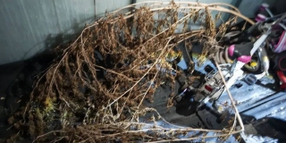 У жителя Заводского района нашли почти килограмм конопли в теплице У жителя Заводского района нашли почти килограмм конопли в теплице