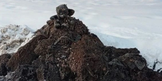 В Саратове причиной проблем с канализацией стал медвежонок В Саратове причиной проблем с канализацией стал медвежонок