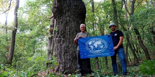 Саратовский 380-летний дуб вошел в национальный реестр старовозрастных деревьев Саратовский 380-летний дуб вошел в национальный реестр старовозрастных деревьев