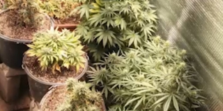 У саратовца в потайной комнате обнаружили плантацию конопли У саратовца в потайной комнате обнаружили плантацию конопли