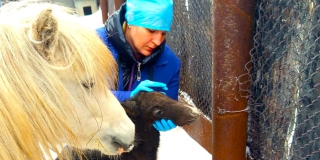 Саратовские ветеринары спасли зрение трехдневному жеребенку Пегасику Саратовские ветеринары спасли зрение трехдневному жеребенку Пегасику