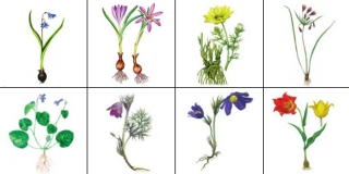 Саратовцев призвали не рвать подснежники и тюльпаны Саратовцев призвали не рвать подснежники и тюльпаны