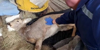 В Воскресенском районе ветеринары спасли замерзшую в полынье косулю В Воскресенском районе ветеринары спасли замерзшую в полынье косулю