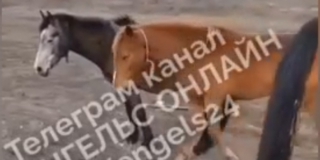 В Энгельсе заметили табун «бесхозных» лошадей возле оживленной дороги В Энгельсе заметили табун «бесхозных» лошадей возле оживленной дороги