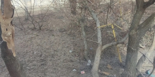 В Ленинском и Заводском районах жители жалуются на упавшие деревья во дворах В Ленинском и Заводском районах жители жалуются на упавшие деревья во дворах