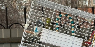 На Ильинской площади в мусоре обнаружили клетку с волнистыми попугаями На Ильинской площади в мусоре обнаружили клетку с волнистыми попугаями