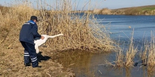 В Саратовской области спасли лебедя с травмой крыла и застрявшего в яме бобра В Саратовской области спасли лебедя с травмой крыла и застрявшего в яме бобра