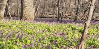 Горожан приглашают посмотреть на цветущий коридалис у пруда «Семхоз» Горожан приглашают посмотреть на цветущий коридалис у пруда «Семхоз»