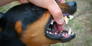 На Гусельской собака покусала 11-летнюю девочку. СК возбудил уголовное дело На Гусельской собака покусала 11-летнюю девочку. СК возбудил уголовное дело