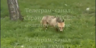 На улице Романтиков возле многоквартирных домов заметили лисицу На улице Романтиков возле многоквартирных домов заметили лисицу