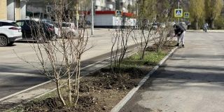 У городского парка в Саратове высадили первые кусты сирени У городского парка в Саратове высадили первые кусты сирени