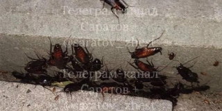 Жители сообщают о полчище «гуляющих» тараканов в центре Саратова Жители сообщают о полчище «гуляющих» тараканов в центре Саратова