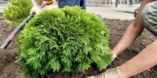 В горпарке Саратова начали высадку новых деревьев и кустарников В горпарке Саратова начали высадку новых деревьев и кустарников