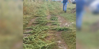 В Лысогорском районе мужчина во дворе хранил 168 кустов конопли В Лысогорском районе мужчина во дворе хранил 168 кустов конопли