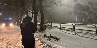 В Балашове экс-чиновницу наказали из-за падения ветви дерева на пенсионерку В Балашове экс-чиновницу наказали из-за падения ветви дерева на пенсионерку