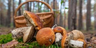 В Балашовском районе выросло число отравлений лесными грибами В Балашовском районе выросло число отравлений лесными грибами