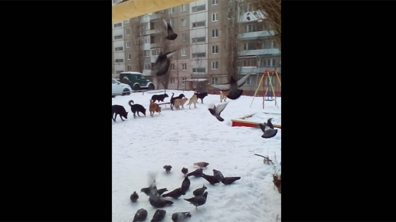 Приметы воет собака во дворе